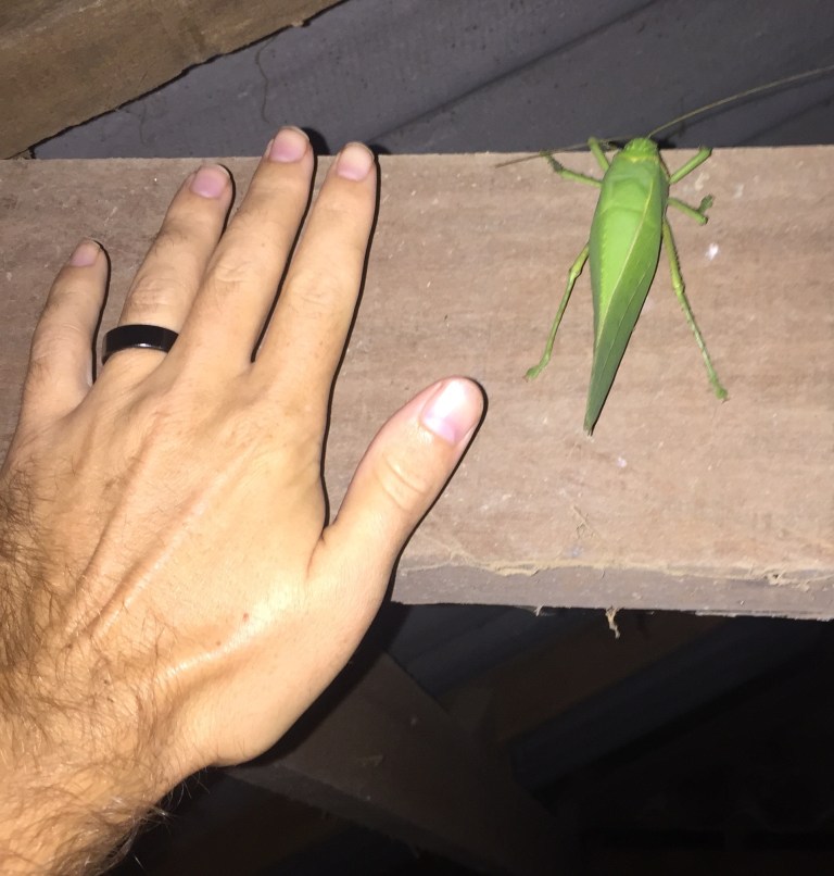 ENP big green insect