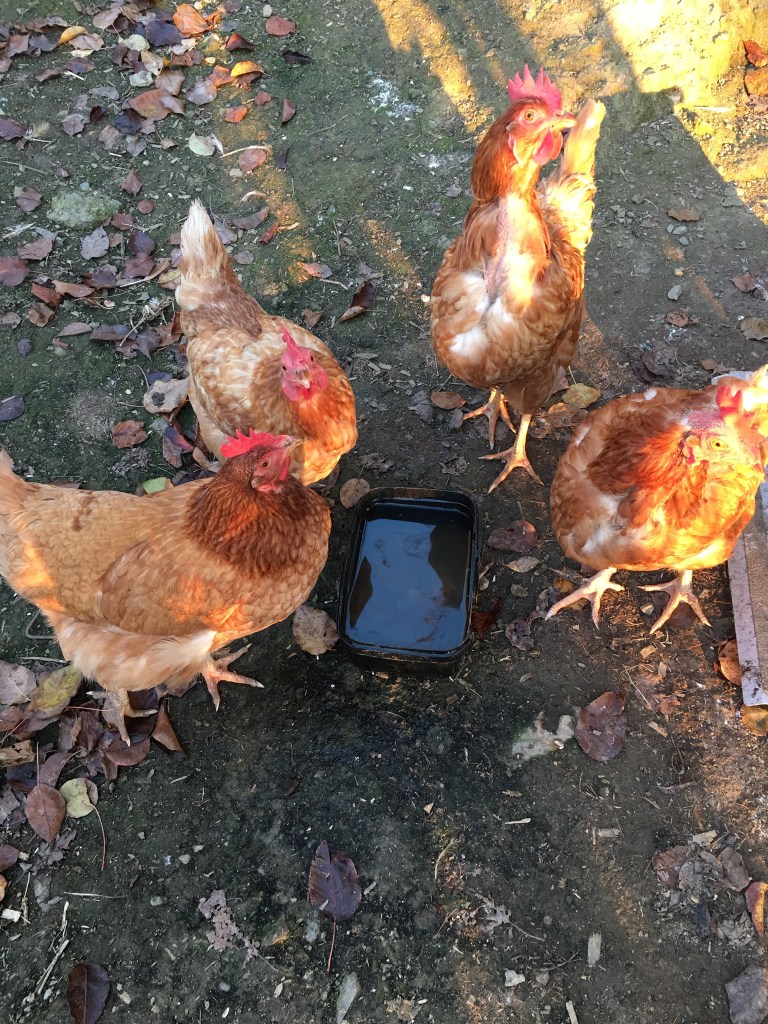 FE394D76-B7A7-477D-AFF6-D74F586F686B